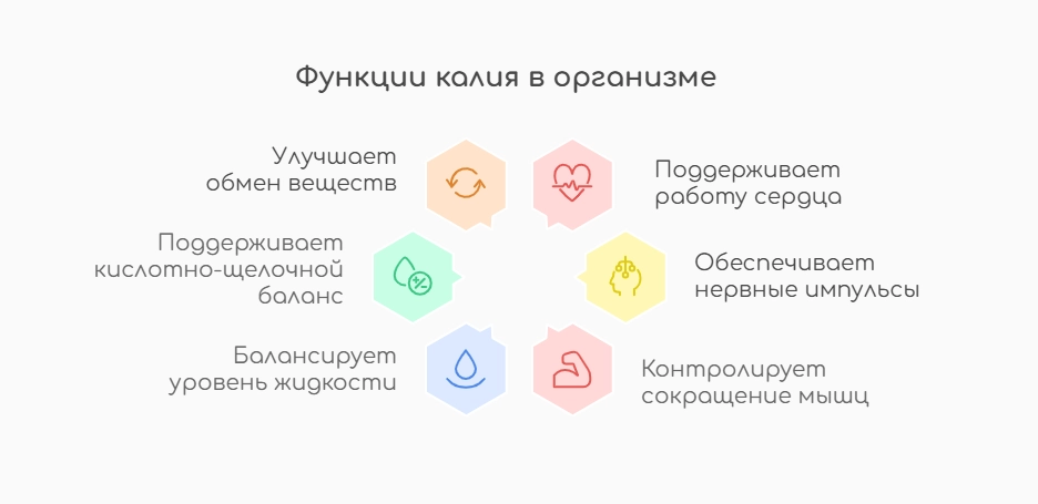 Функции калия в организме (инфографика)
